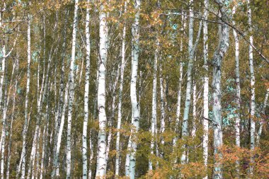 Huş ağacının diğer huş ağaçları arasında Ekim ayında sarı huş ağacında huş ağaçları ile güzel bir manzara