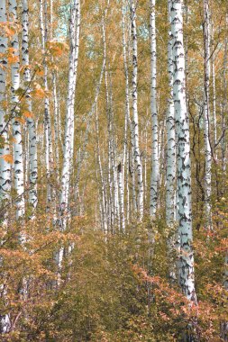 Huş ağacının diğer huş ağaçları arasında Ekim ayında sarı huş ağacında huş ağaçları ile güzel bir manzara