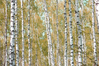Huş ağacının diğer huş ağaçları arasında Ekim ayında sarı huş ağacında huş ağaçları ile güzel bir manzara