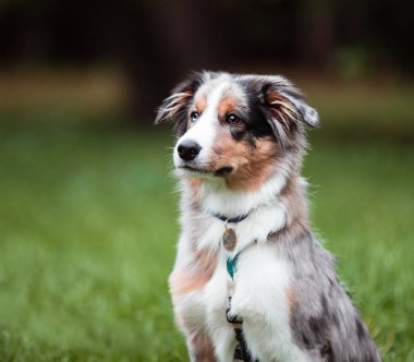 Puppy walking on the lawn