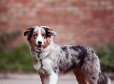 Puppy walking on the lawn