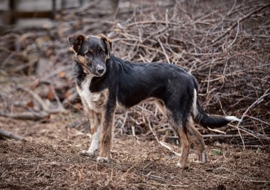 Puppy walking on the lawn