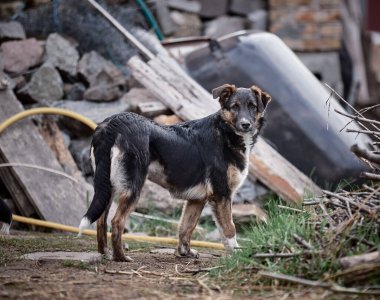 Puppy walking on the lawn