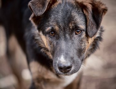 Puppy walking on the lawn