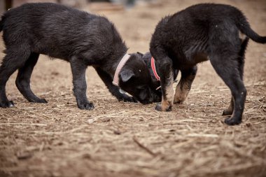 Puppies are walking on the lawn