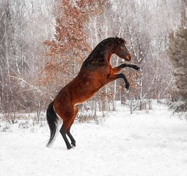 A beautiful bay horse does tricks in the winter in the snow