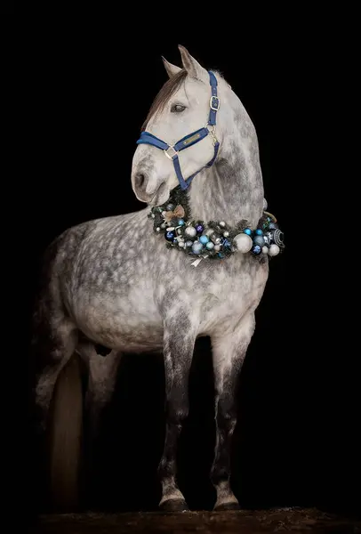 Handsome young stallion with Christmas wreath