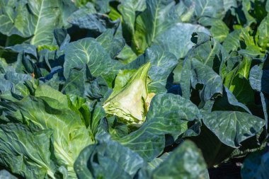 Sivri uçlu lahana tarlasında yetişiyor