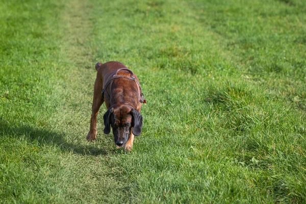 sniffer dog on a meadow following a track