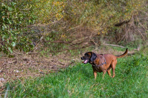 狩りで茂みに沿って犬の追跡 — ストック写真