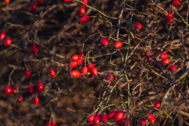 Olgun ve kırmızı gül kalçaları dallarda yetişir.