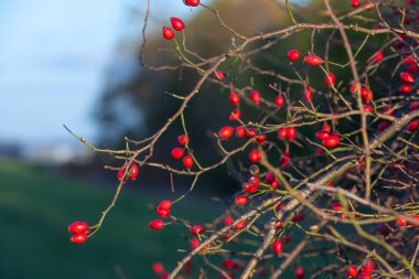 Kırmızı gül kalçaları sonbaharda bir çalılıkta büyür.
