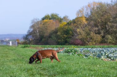 İz sürücü köpek iz bulmak için çimenleri kokluyor.
