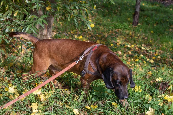 嗅探犬在一条皮带上搜寻踪迹 — 图库照片