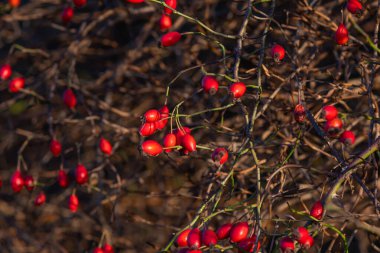 Olgun ve kırmızı gül kalçaları dallarda yetişir.