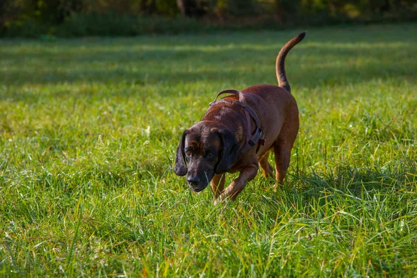 tracker dog following a track on a meadow