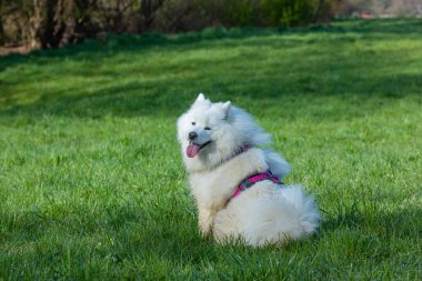 Sevimli samoed evcil köpek oturuyor ve bakıyor.