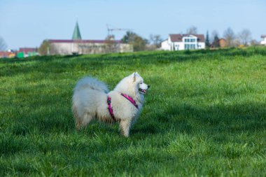 Çayırda duran sevimli, samoed bir köpek.