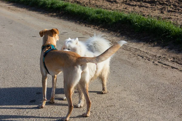 一条狗以一种姿势挡住另一条狗 — 图库照片