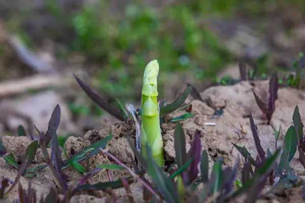 Jedna Zielona Roślina Szparagów Przebija Się Przez Glebę — Zdjęcie stockowe