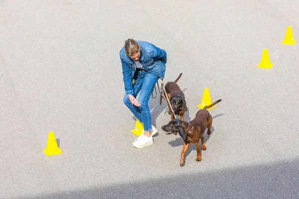 stock image female dog trainer guides her dogs throug task