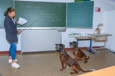 Köpekler bir sınıf odasında kadın köpek eğitmeniyle ilgileniyorlar.