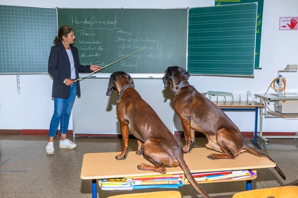 Hund Tränare Och Två Blodhundar Inne Ett Klassrum Planerar Session Royaltyfria Stockbilder