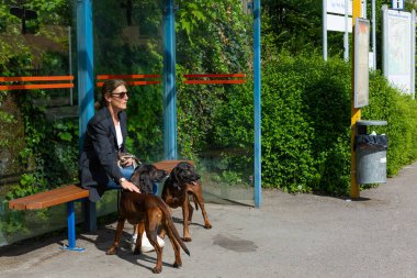 Otobüs durağında köpekleriyle bekleyen bir kadın.