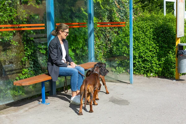 Otobüs durağında iki koklayıcı köpeğiyle oturan bir kadın.