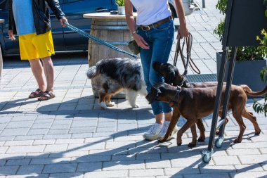 Kendi köpekleriyle kaldırımda diğer köpeklerin yanından geçen kadın.