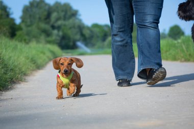 Tekel köpek yavrusu insan bacaklarının yanında