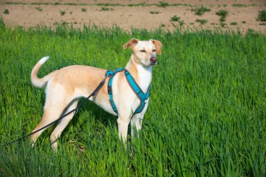 Şirin köpek yeşil çim tarlasında tetikte bekliyor.