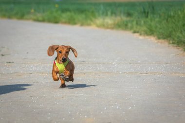 Şirin kahverengi köpek yavrusu sokakta koşuyor.