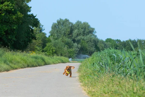 Hinterlassener Teckel Hund Rennt Mitzuhalten — Stockfoto