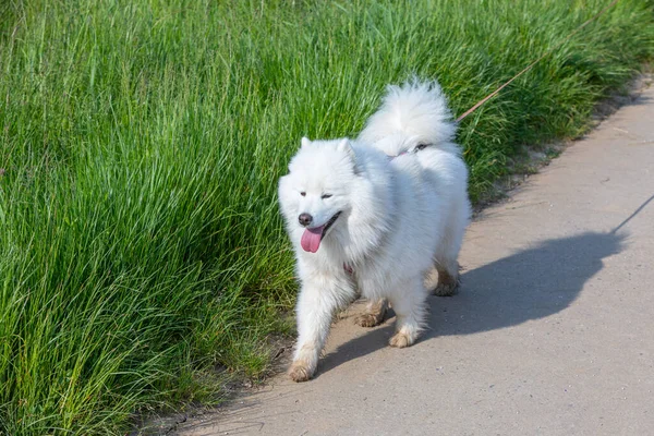 白色的萨莫伊犬在绿草旁边的阳光下醒来 — 图库照片