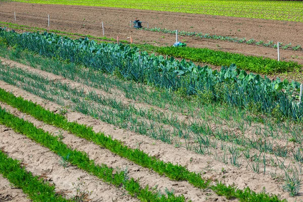 Huerta Campo Con Filas Diferentes Plantas Como Lechuga Zanahorias Repollo —  Fotos de Stock