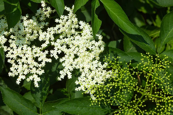 Elder Young Old Blossom Early Summer — Stock Photo, Image