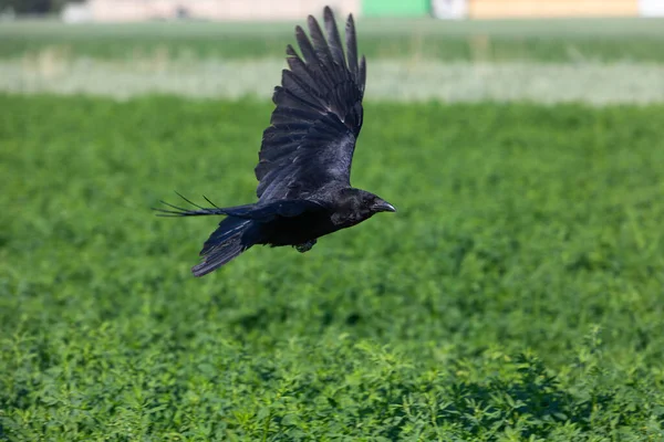 Κοράκι Που Πετά Ανοιχτά Φτερά Πάνω Από Ένα Πράσινο Πεδίο — Φωτογραφία Αρχείου