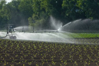 Genç yatak bitkileri tarlaya su döker.