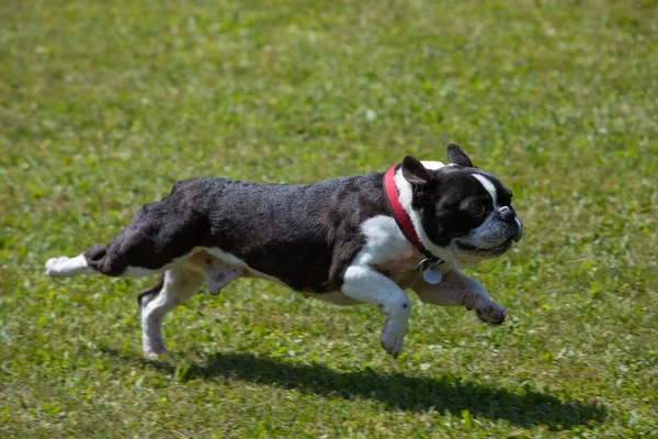 Franse Bulldog Draait Volle Snelheid Een Groene Weide — Stockfoto
