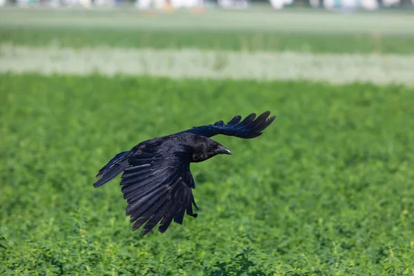 stock image crow soaring over a green field with spread wings