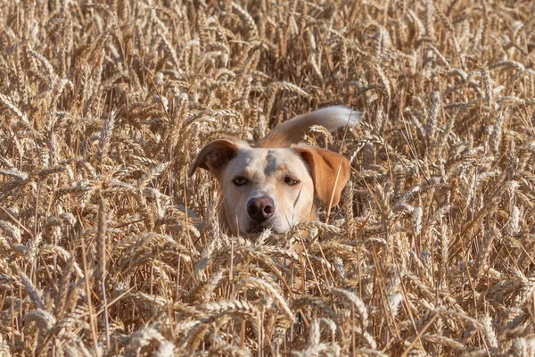 funny portrait picture of a dog hiding in a wheat field