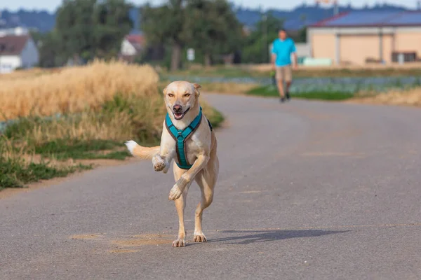 Glad Hund Läckage Som Springer Mot Fotograf Royaltyfria Stockfoton