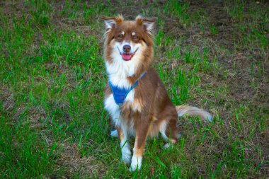 Avusturalya çoban köpeği çimenlerde oturuyor ve sahibini arıyor.