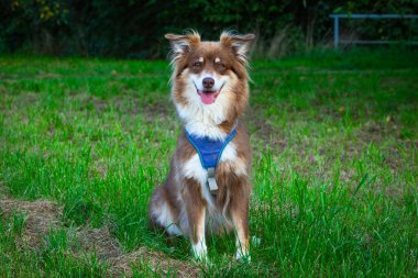Avustralya çoban köpeğinin çimenlerde oturduğu ön manzara.