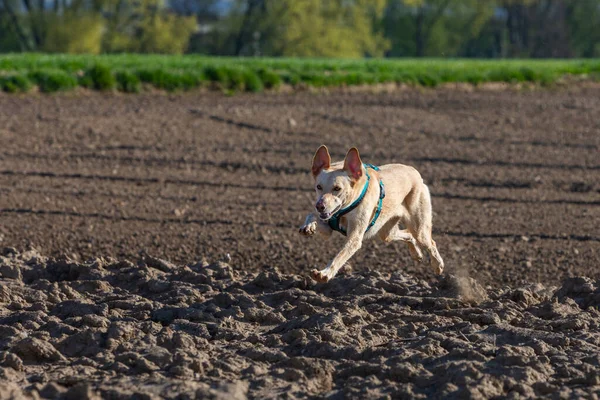 cute podenco dog running over a empty field hunting for prey