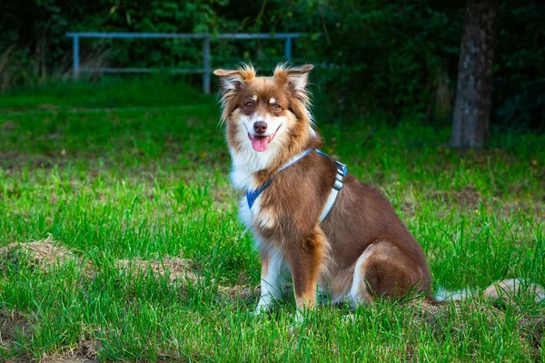 Avustralya çoban köpeği çimenlerde otururken emir bekliyor.