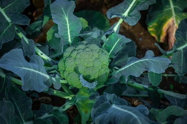 Sklizeň Připravená Brokolice Rostlina Farmě Vypadá Zdravě — Stock fotografie