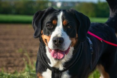 Dost canlısı görünen İsviçre dağı önümüzde.