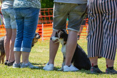 Bir grup insanla evcil köpek toplantısı.